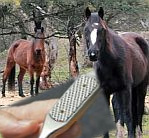 Image - Australian Manufacturer Finds its Niche in Equine Dental Products – Who Knew? (Watch Video)